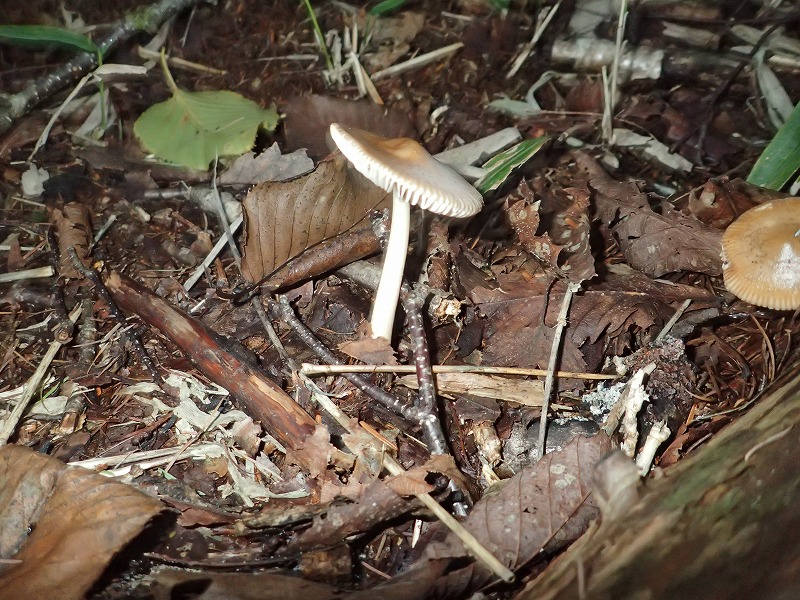 e0284726_2243378.jpg