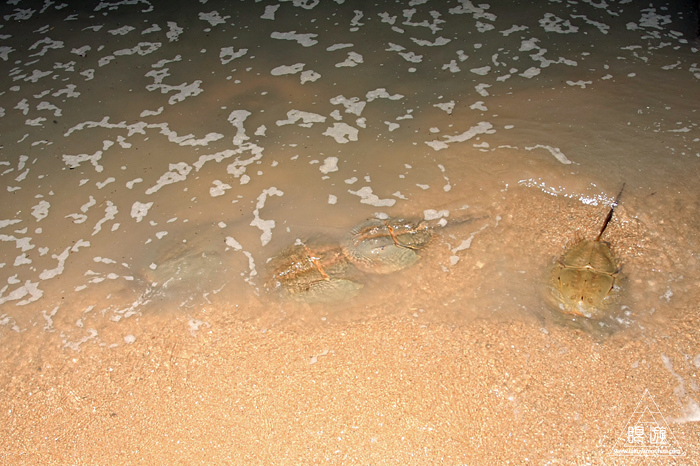 520 曽根干潟 ~2016年7月22日 カブトガニ産卵行動の記録~_c0211532_00093504.jpg