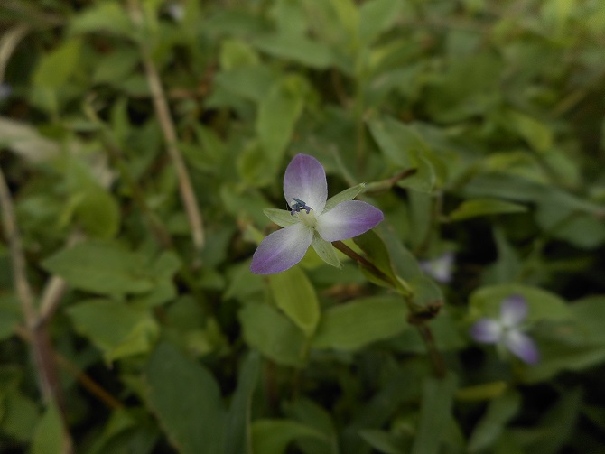 ９月の植物調査_a0310035_14262641.jpg