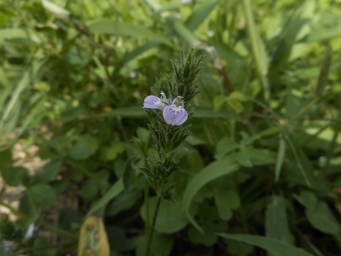 ９月の植物調査_a0310035_14271598.jpg