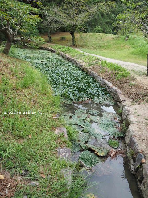 オニバス＠栗林公園の秋♪_f0295238_12380394.jpg