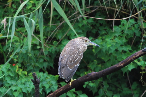 2016年9月18日　庄内緑地　ゴイサギ幼鳥_c0365746_14401830.jpg