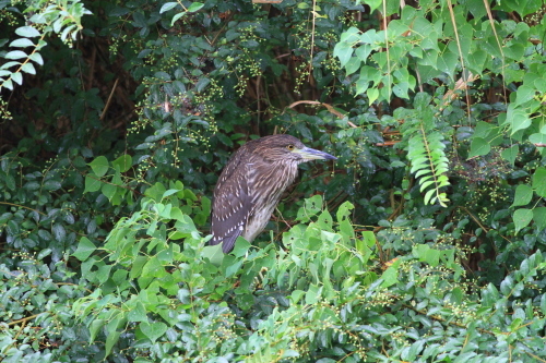 2016年9月18日　庄内緑地　ゴイサギ幼鳥_c0365746_14412495.jpg