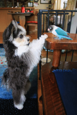 c0145250_09171134.gif