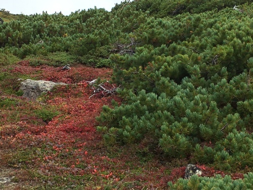 赤岳の一番紅葉~大雪山_e0326953_06462660.jpg
