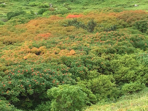 赤岳の一番紅葉～大雪山_e0326953_06521543.jpg