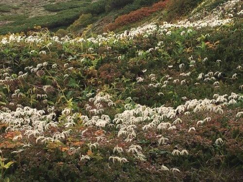 赤岳の一番紅葉～大雪山_e0326953_07004638.jpg