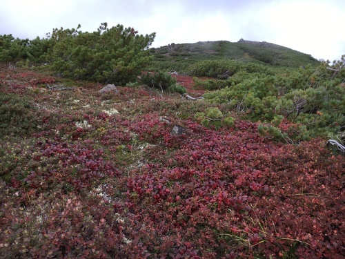 赤岳の一番紅葉～大雪山_e0326953_07022215.jpg