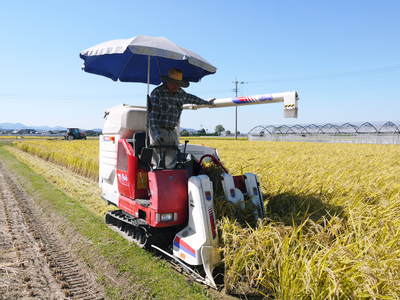 砂田米 熊本県七城町『砂田のこだわりれんげ米』 膨らんだ稲穂が頭を垂れ始めてます!_a0254656_17401857.jpg