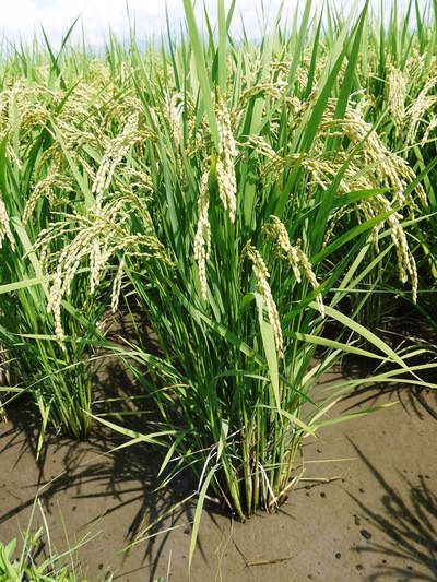 砂田米 熊本県七城町『砂田のこだわりれんげ米』 膨らんだ稲穂が頭を垂れ始めてます!_a0254656_17504332.jpg