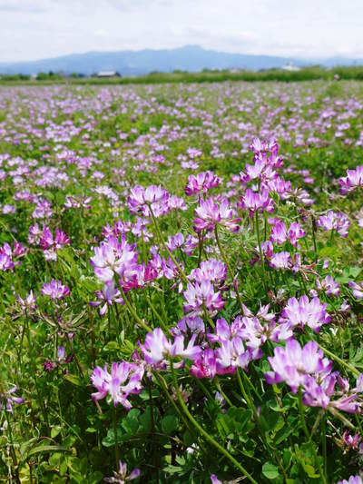 砂田米 熊本県七城町『砂田のこだわりれんげ米』 膨らんだ稲穂が頭を垂れ始めてます!_a0254656_18101793.jpg