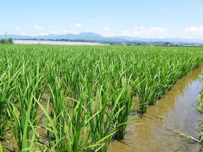 砂田米 熊本県七城町『砂田のこだわりれんげ米』 膨らんだ稲穂が頭を垂れ始めてます!_a0254656_18205662.jpg