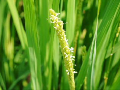 砂田米 熊本県七城町『砂田のこだわりれんげ米』 膨らんだ稲穂が頭を垂れ始めてます!_a0254656_1827316.jpg