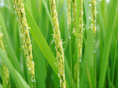砂田米 熊本県七城町『砂田のこだわりれんげ米』 膨らんだ稲穂が頭を垂れ始めてます!_a0254656_18302237.jpg