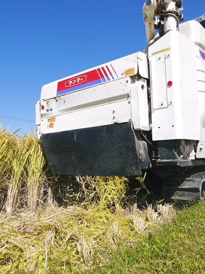 砂田米 熊本県七城町『砂田のこだわりれんげ米』 膨らんだ稲穂が頭を垂れ始めてます!_a0254656_1843749.jpg