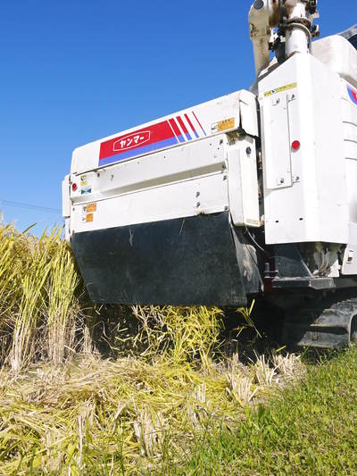 砂田米　熊本県七城町『砂田のこだわりれんげ米』　膨らんだ稲穂が頭を垂れ始めてます！_a0254656_1843749.jpg