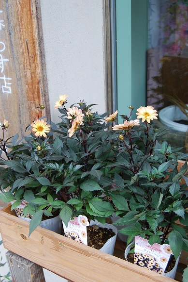 秋の花苗_a0201358_1840228.jpg