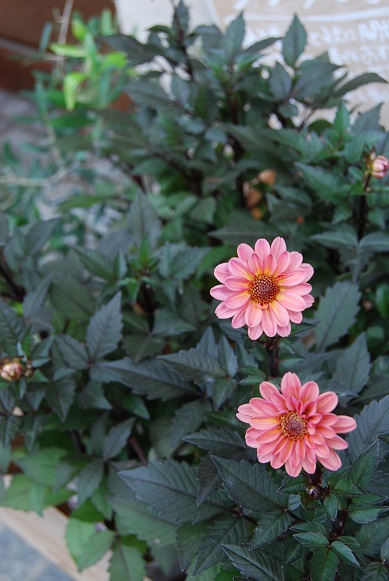 秋の花苗_a0201358_18413363.jpg