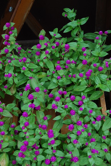 秋の花苗_a0201358_18461081.jpg
