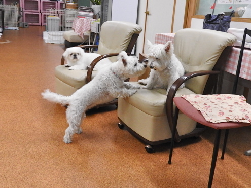 雨の日の室内ドックランは白犬率高し。_c0260460_15361128.jpg