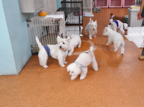 雨の日の室内ドックランは白犬率高し。_c0260460_15362458.jpg