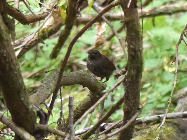 川口林道～北西尾根～白鳥～ウケドノ登山口～川口林道_f0357487_8585415.jpg