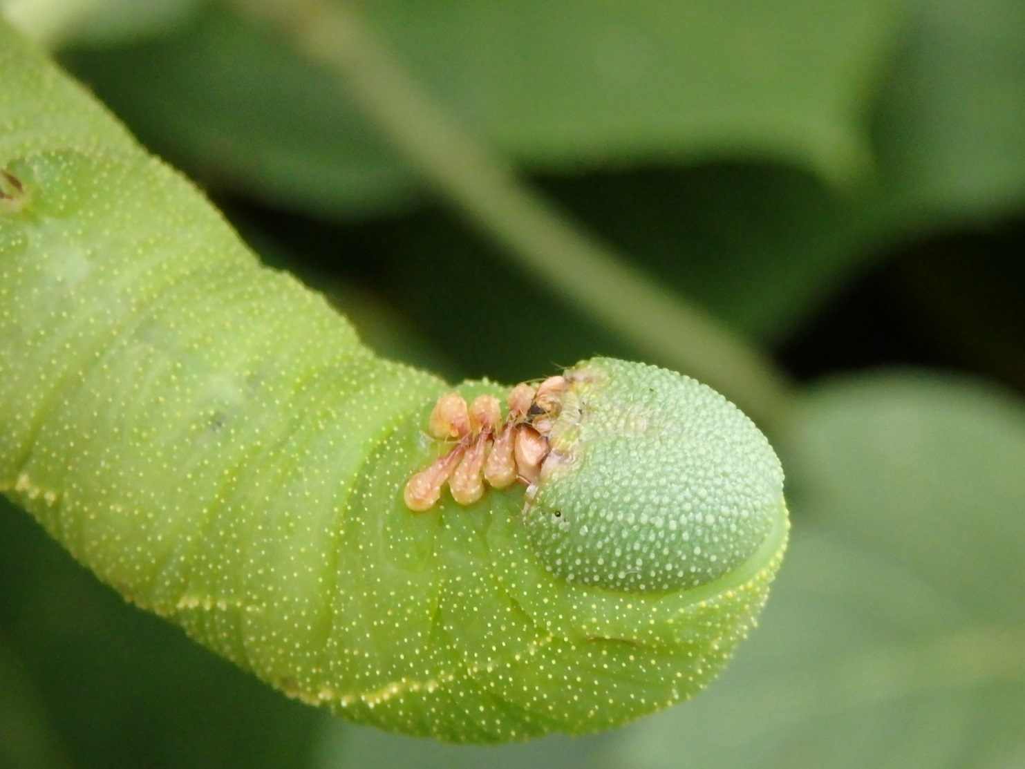 トビイロスズメの幼虫 Clanis Bilineata 写ればおっけー コンデジで虫写真 トビイロスズメの幼虫 Clanis Bilineata 写ればおっけー コンデジで虫写真
