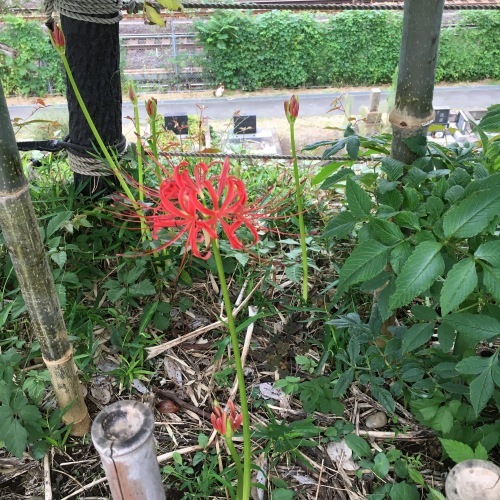 彼岸花 好きなものに囲まれて２