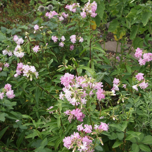 秋に苗は植えられるのか?_a0292194_16295777.jpg