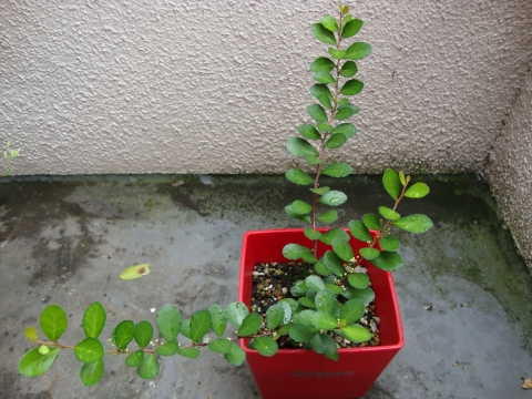 c0322794_23373562.jpg