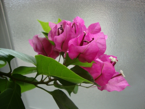 c0322794_23521572.jpg