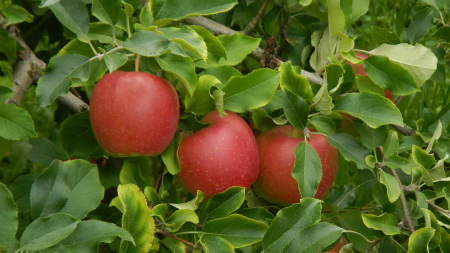 リンゴの季節_e0120896_07054697.jpg