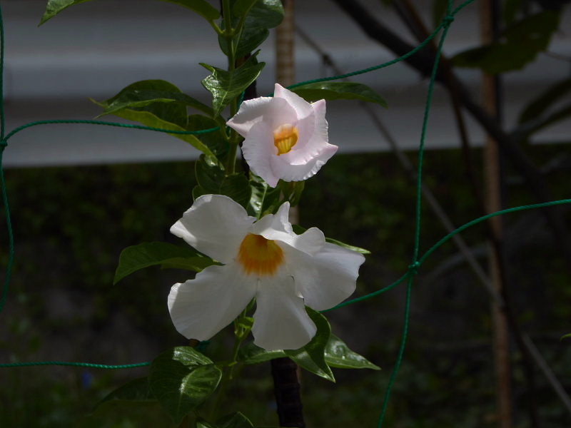 ちびっこラグビー・鋸草・松葉菊・姫凌霄花・ディプラデニア・緩い坂・花虎の尾・虫取撫子・朝顔・急坂_d0261298_23430784.jpg