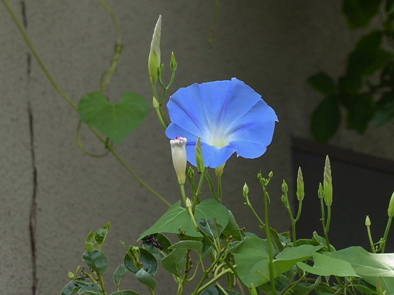 ちびっこラグビー・鋸草・松葉菊・姫凌霄花・ディプラデニア・緩い坂・花虎の尾・虫取撫子・朝顔・急坂_d0261298_23463018.jpg