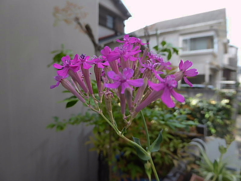 ちびっこラグビー・鋸草・松葉菊・姫凌霄花・ディプラデニア・緩い坂・花虎の尾・虫取撫子・朝顔・急坂_d0261298_23463034.jpg