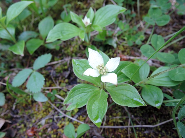 f0373905_1350536.jpg