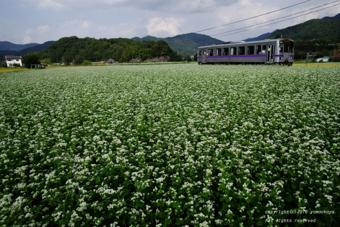 蕎麦の畑を駆けてゆく_d0309612_22264111.jpg