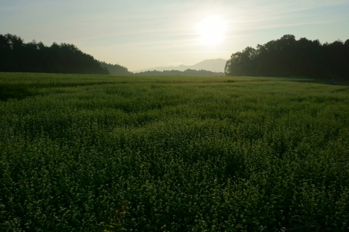 朝日に輝く笠の蕎麦畑_e0177413_21552898.jpg