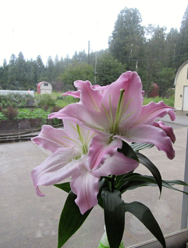 ヒガンバナ_f0067514_19154660.jpg