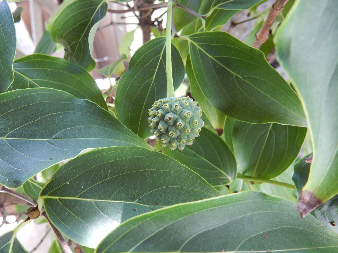 ヤマボウシの実も熟す秋_c0025115_20372878.jpg