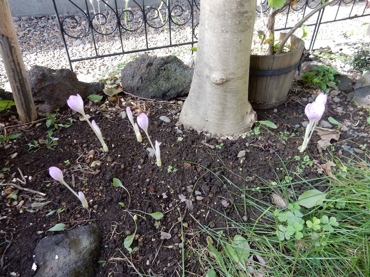 ヤマボウシの実も熟す秋_c0025115_20430311.jpg