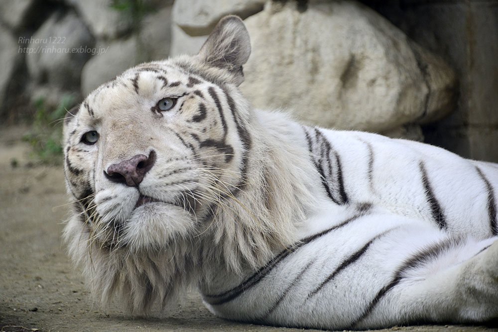 2016.6.26 東武動物公園☆ホワイトタイガーのロッキー【White tiger】_f0250322_2261813.jpg