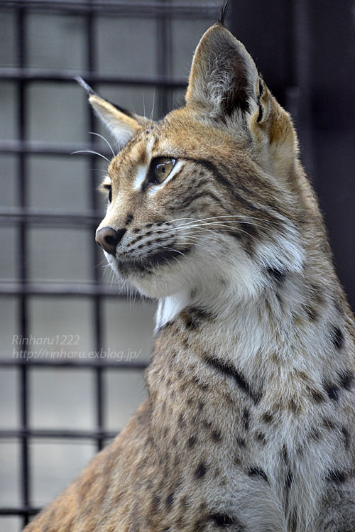 2016.7.24&31【合併号】 宇都宮動物園☆ヨーロッパオオヤマネコの