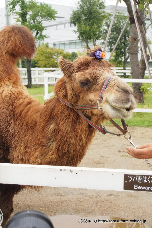 フタコブラクダのクララちゃん 敬老の日イベント_c0188824_23380533.jpg