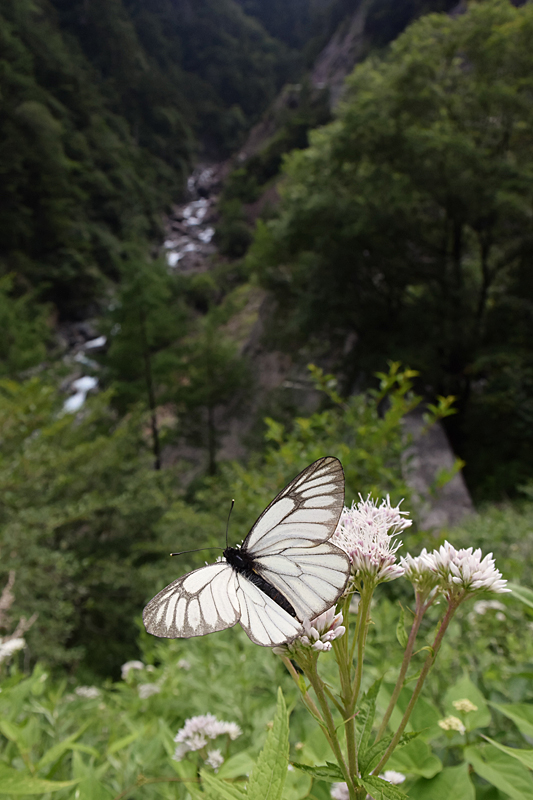d0054625_9584930.jpg