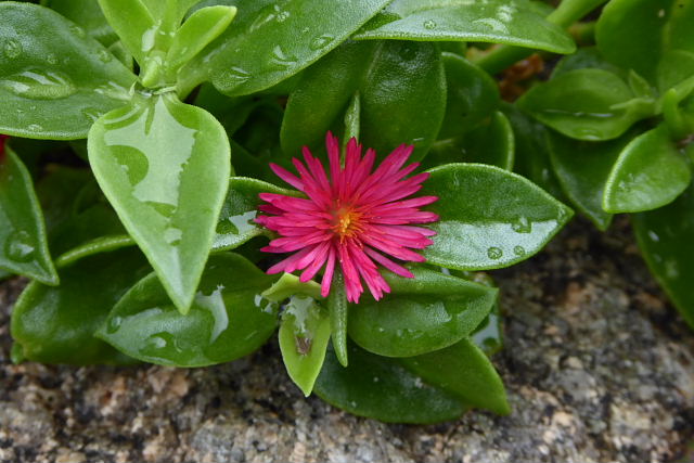 彼岸花、ソラヌム・ラントネッティ、白花芙蓉、凌霄花、紫御殿、犬枇杷、ハナヅルソウ_a0030958_23231348.jpg