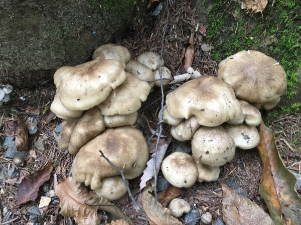 ホンシメジとシャカシメジ_a0066059_21355026.jpg