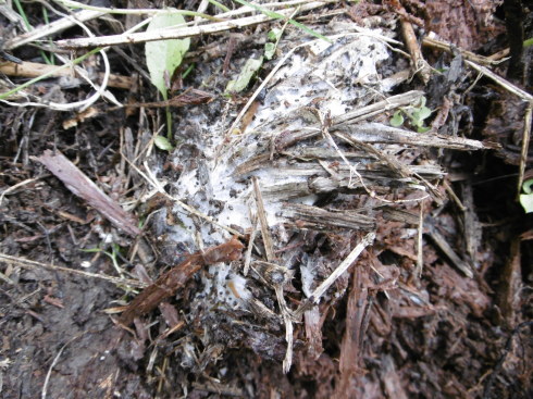 雨が多くて、洗濯物のにおいが気になる時は_c0326859_06431428.jpg