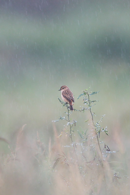 秋雨のノビタキ_d0125872_22465959.jpg