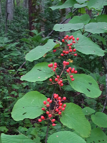 f0083977_16201125.jpg